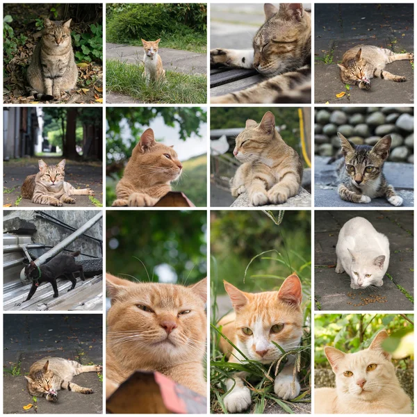 Stray gato tabby — Fotografia de Stock