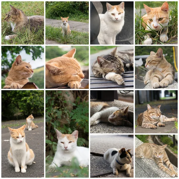 Ungepflegte Katze — Stockfoto