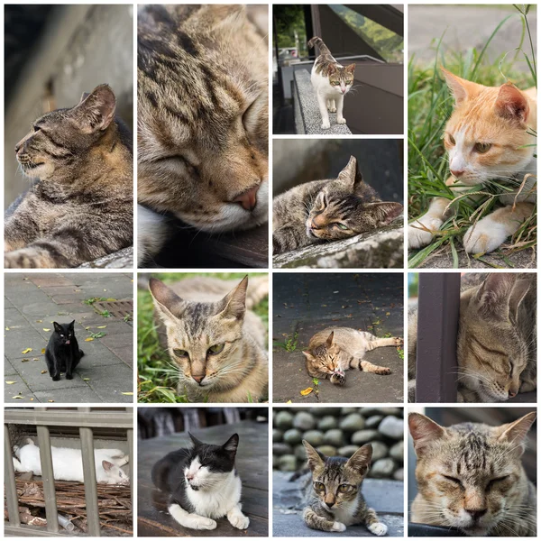 Chat à la fenêtre — Photo