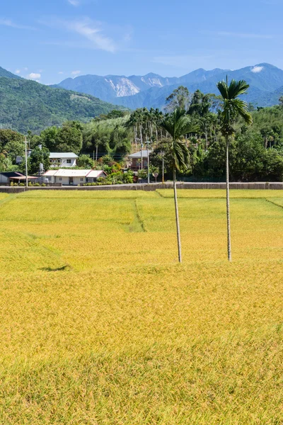 Granja de arroz — Foto de Stock