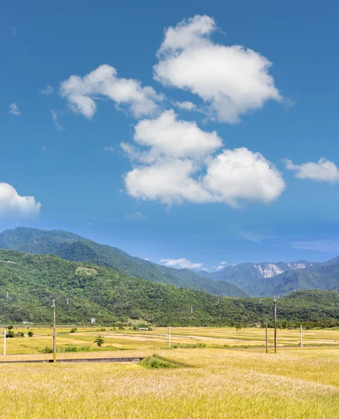 Granja de arroz — Foto de Stock