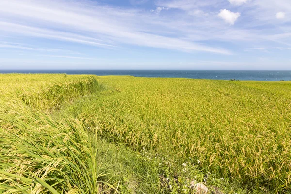 Paddy terrazza fattoria — Foto Stock