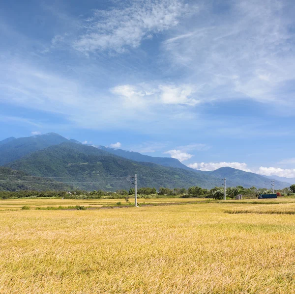 Fattoria di risaia — Foto Stock