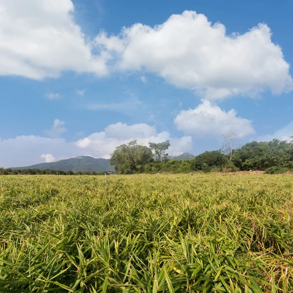 Jengibre granja paisaje — Foto de Stock