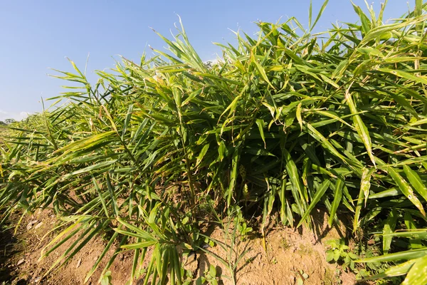 Paisagem agrícola de gengibre — Fotografia de Stock