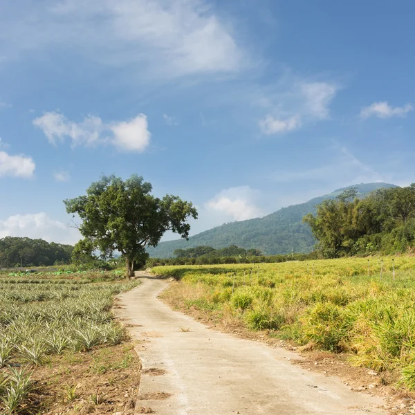 乡村风景风景风景 — 图库照片