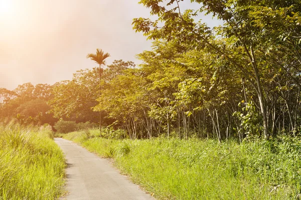 Rural scenery landscape — Stock Photo, Image