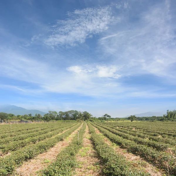 Té granja paisaje — Foto de Stock