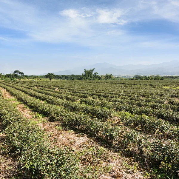 Τσάι αγρόκτημα τοπίο — Φωτογραφία Αρχείου