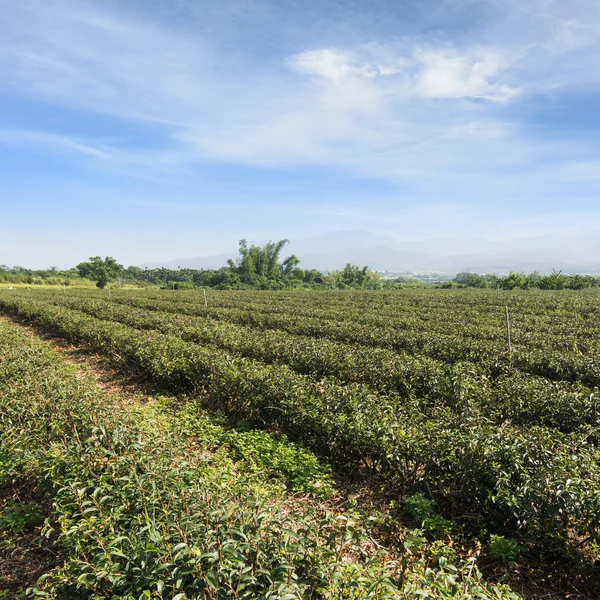 Tea mezőgazdasági táj — Stock Fotó