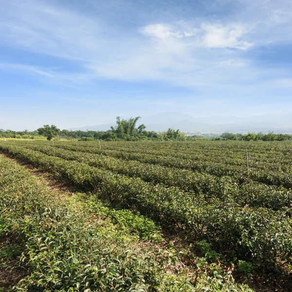 Té granja paisaje — Foto de Stock