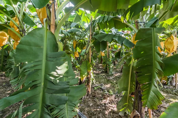 Banaan farm landschap — Stockfoto