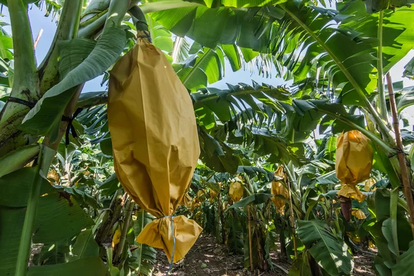 Banan gård landskap — Stockfoto