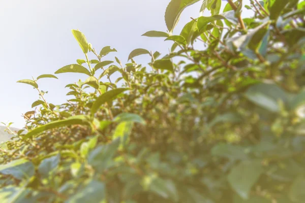 Tea farm landscape — Stock Photo, Image