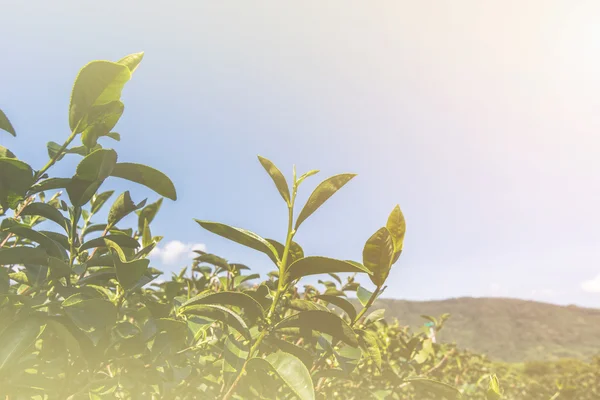 Tea farm landscape — Stock Photo, Image