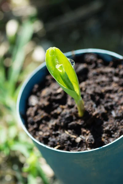 Corn seedling landscape — Stock Photo, Image