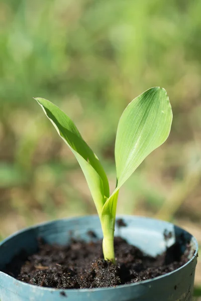 Corn seedling scenery — Stock Photo, Image