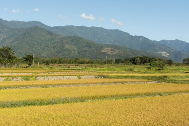 Altın pirinç çiftlik