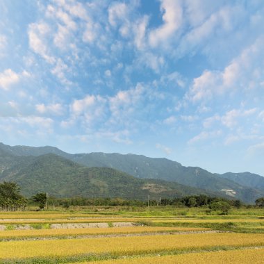 Paddy çiftlik ve gökyüzü