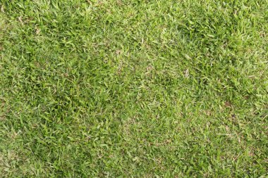 Yeşil otlak arka plan