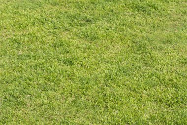 Yeşil otlak arka plan
