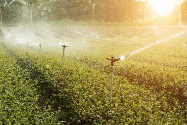 su fıskiye çay çiftliğinde