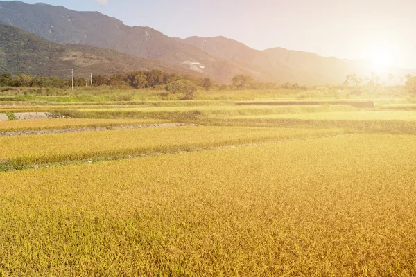 Raggio di sole e la risaia d'oro — Foto Stock