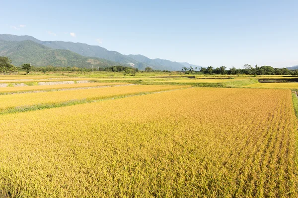 Χρυσό ρύζι αγρόκτημα — Φωτογραφία Αρχείου
