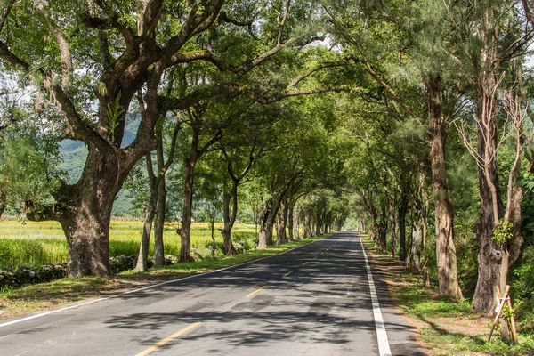 Weg met de bomen — Stockfoto