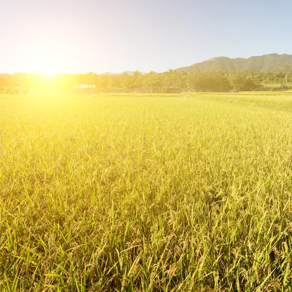 Feixe de sol e a fazenda paddy dourado — Fotografia de Stock