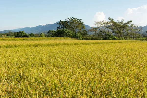 Granja de arroz dorado —  Fotos de Stock