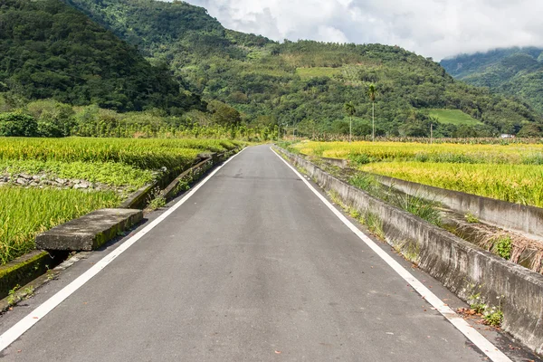 Estrada com as árvores — Fotografia de Stock