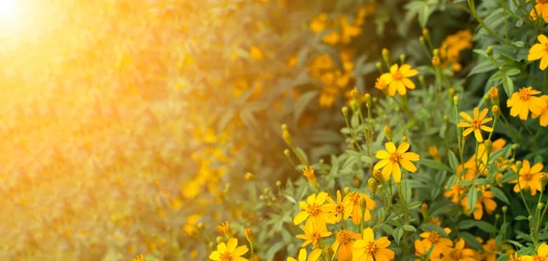 Gelbe Blüten unter dem Sonnenlicht — Stockfoto
