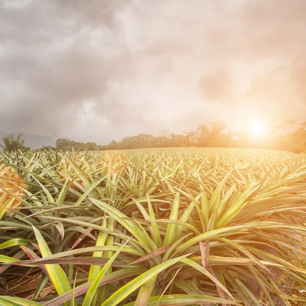 Paisagem do campo — Fotografia de Stock