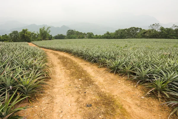 Ananasfarm und Straße — Stockfoto