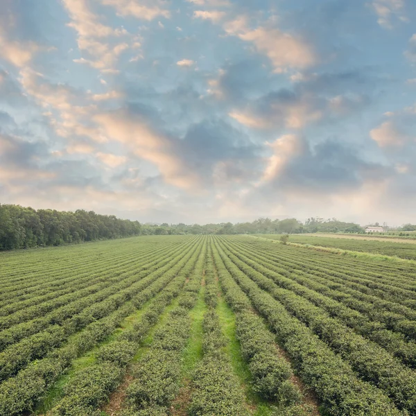 Fazenda de chá — Fotografia de Stock