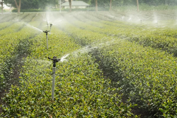 Vatten sprinkler på te gård — Stockfoto