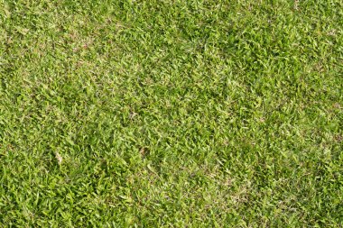 Yeşil otlak arka plan