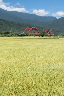 Altın paddy ile kırsal manzara