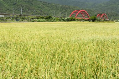 Altın paddy ile kırsal manzara