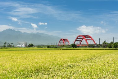 Altın paddy ile kırsal manzara
