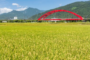 Altın paddy ile kırsal manzara
