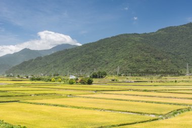Altın paddy ile kırsal manzara
