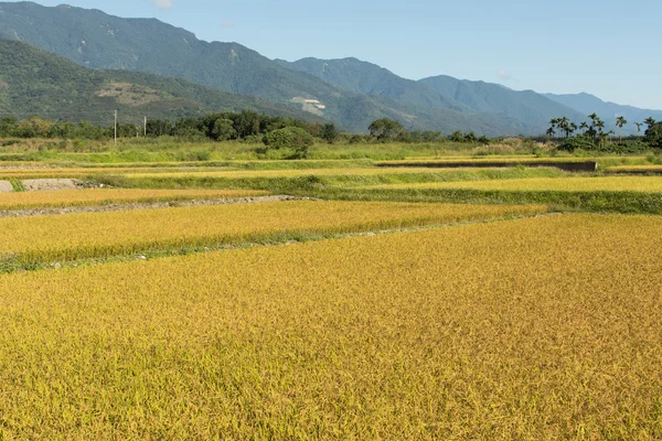 Exploração de arroz dourado — Fotografia de Stock