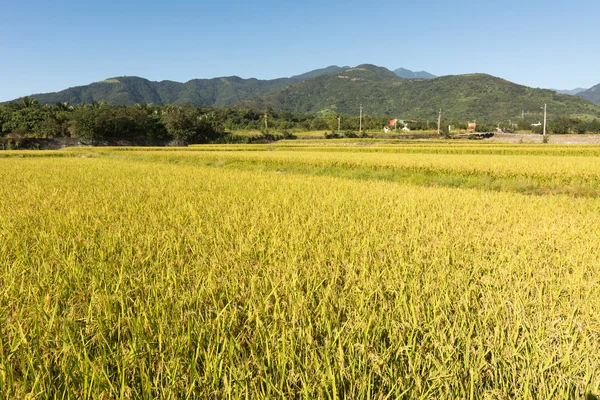 Exploração de arroz dourado — Fotografia de Stock