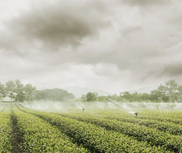 Καταιονισμού ύδατος στο αγρόκτημα τσάι — Φωτογραφία Αρχείου