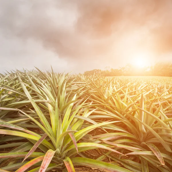 Gecultiveerd land landschap — Stockfoto