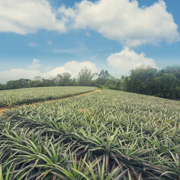 Paisaje de tierras cultivadas —  Fotos de Stock