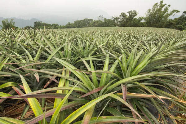 Cultivated land landscape — Stock Photo, Image