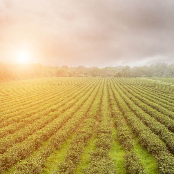 Granja de té — Foto de Stock